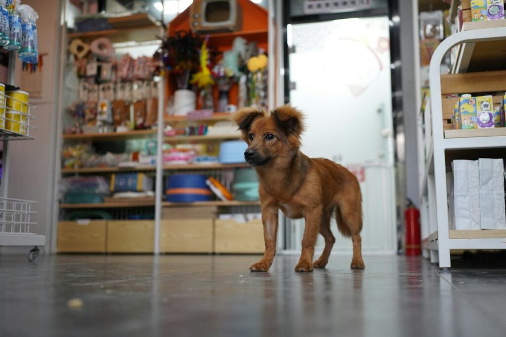 A dog outside a neighbourhood pet shop